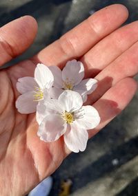 Close-up of hand holding flowering plant