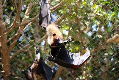 Low angle view of bats hanging on tree