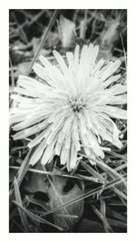 Close-up of flowers