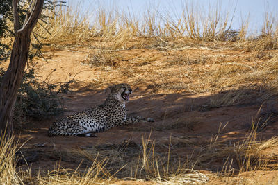 Close-up of cheetah on field