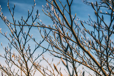 Low angle view of plants against sky