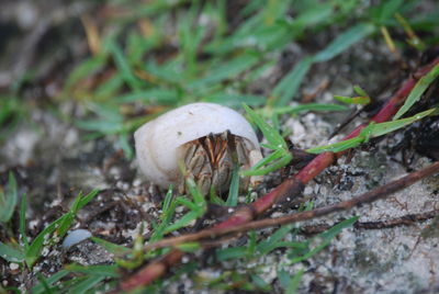 Close-up of plant