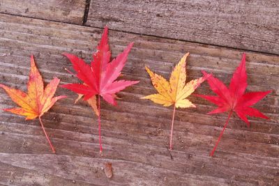 High angle view of maple leaves on wood