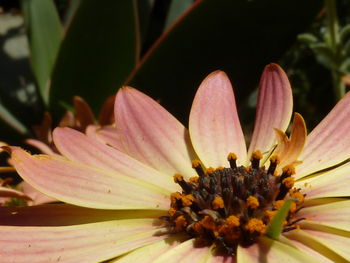 Close-up of pink flower blooming