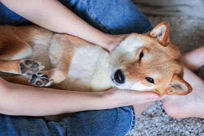 A woman petting a cute red dog shiba inu, lying on her feet. selective focus. close-up. 