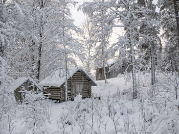 Snow covered trees