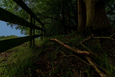 Trees growing on field in forest