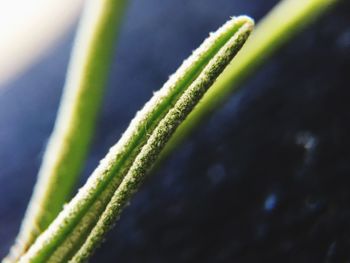 Close-up of fresh green plant