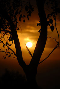 Silhouette of trees at sunset