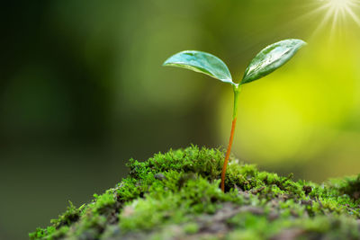 Close-up of fresh green plant