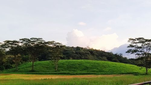 Trees on field against sky