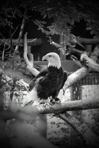 Bird perching on a tree