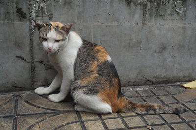Cat sitting on wall