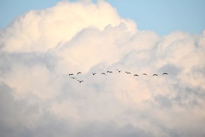 Low angle view of birds flying in sky