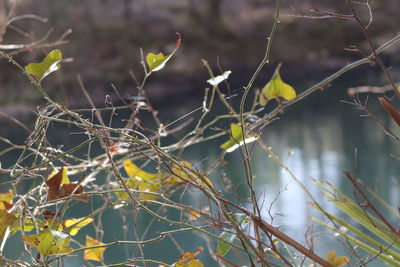 Close-up of plant