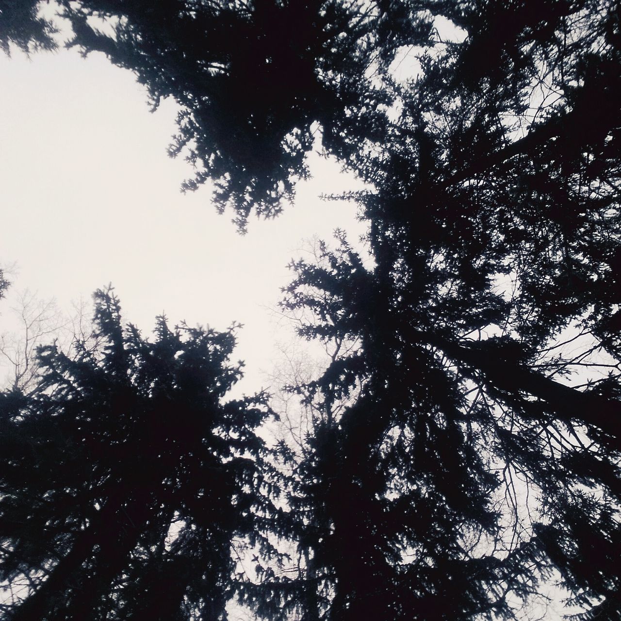 LOW ANGLE VIEW OF TREE AGAINST SKY