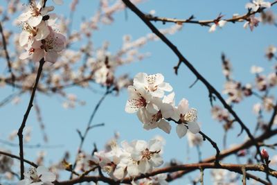 Close-up of peach blossoms in spring