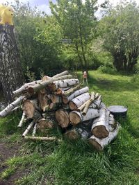 Stack of logs on field in forest