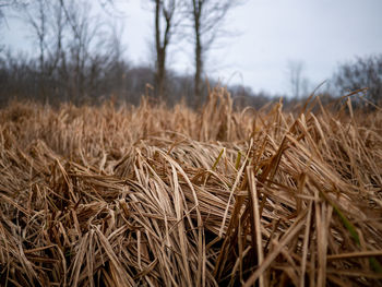 Close-up of crops on field against sky