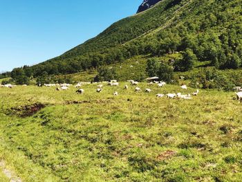 Flock of sheep in a field