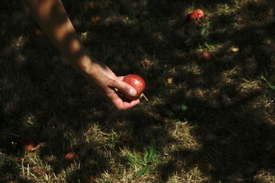 Low section of person with apple on field