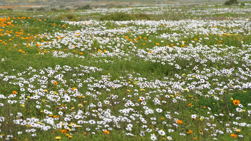 Close-up of white flowering plants on field