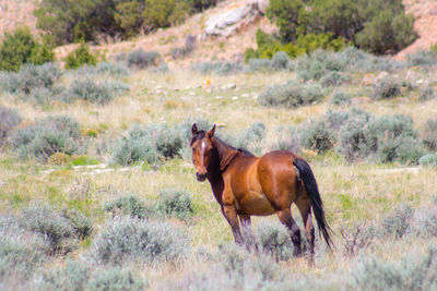 Horse grazing on field