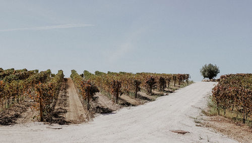 Dirt road amidst field against sky