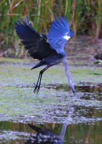 bird