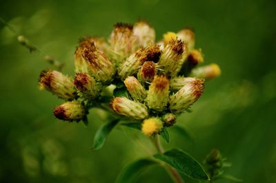 Close-up of flowering plant