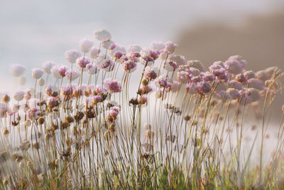 Close up of flowers growing in field