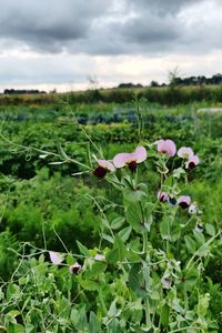 Close-up of flowering plants on field against sky