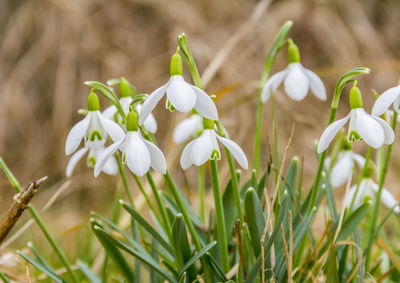 Close-up of white flowering plants on field