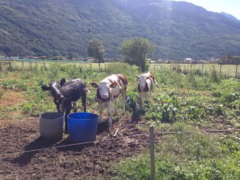 Cows on field against trees