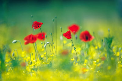 Close-up of poppy flowers blooming on field