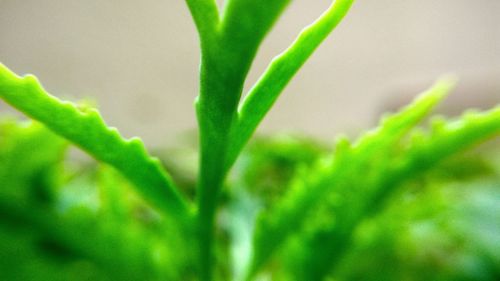 Close-up of fresh green plant