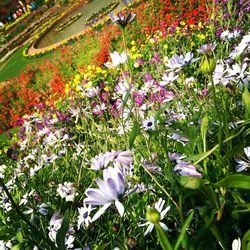 Close-up of flowers blooming in field