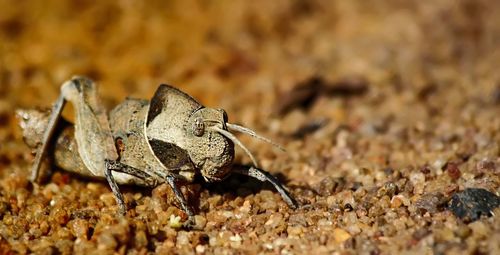 Close-up of butterfly on land