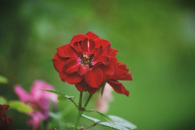 Close-up of red flowers