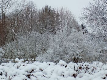 Snow covered trees against sky