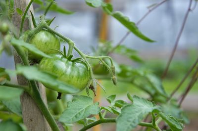 Green tomatoes are not ripe hang on a branch in the greenhouse, ecological product