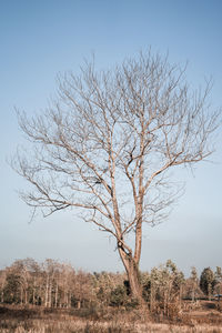 Bare tree on field against sky
