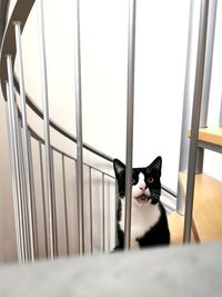 Portrait of cat sitting on window