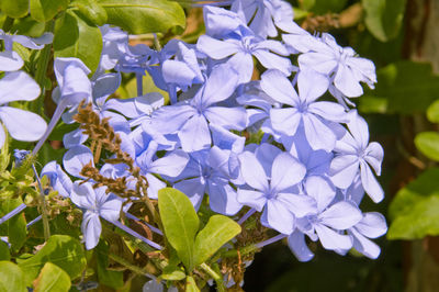 Close-up of purple flowering plant