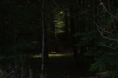 Trees in forest