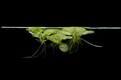 Close-up of plant growing against black background