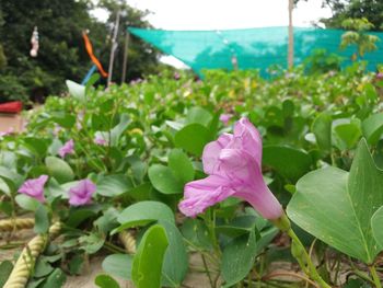 Close-up of pink flowers blooming in field