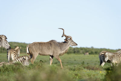 Safari animals standing on field against clear sky