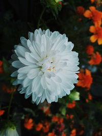 Close-up of white flower blooming outdoors
