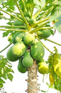 Close-up of fruits on tree